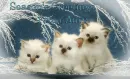 Christmas Kittens