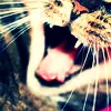 cat mouth