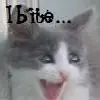 kitten