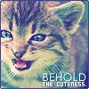 kitten