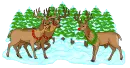 three reindeers