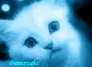 Kitten