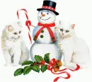white kittens