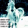 horse