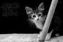 kitten