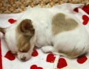 real heart dog