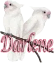 darlene
