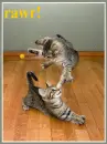 kittens