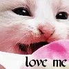 kitten