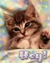 hey