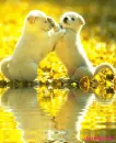 Pupies,