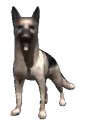 German Shepard 
