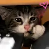 kitten