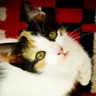 kitten