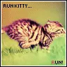 kitten