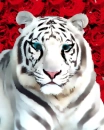 tiger in love