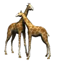 Giraffes