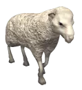 Sheep Walking