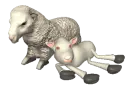 Lamb Sheep Resting