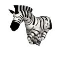 Zebra Running