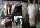 Horses