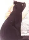 anime cat