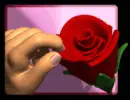 Hand Pulling Petals 