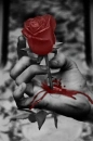 red flower