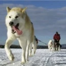 alaskan malute dog