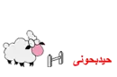 sheep