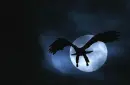 Flight In The Night