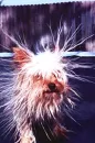 my dog lol