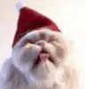 christmas lick