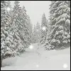 winter snow
