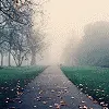morning fog