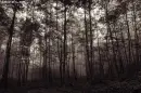 trees