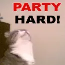 patry animal