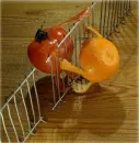 Fruity Workout