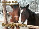 tara, fundacja, viva, help, konie, kotek