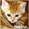 kitten