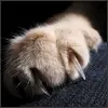 cat claw 