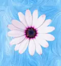 Flowers GIF
