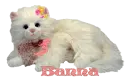 BANNA WHITE KITTY NOTE