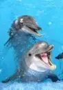 DOLPHINES,WATER