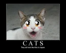 Japanese cats
