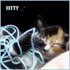 kitten