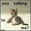young cat