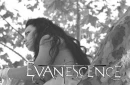 Amy lee