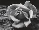 rose afloat