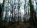 SPOOKY WOODS